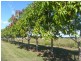 173 Inveroona Road, Bowen QLD 4805
