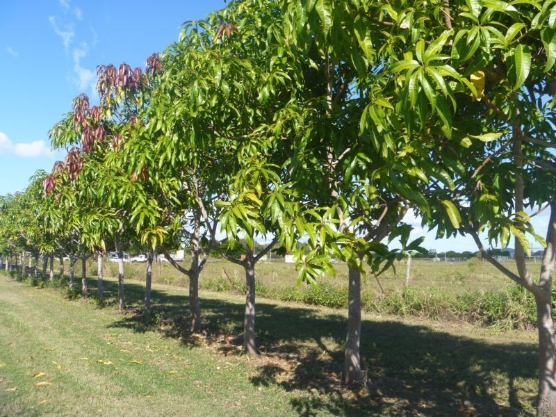 173 Inveroona Road, Bowen QLD 4805