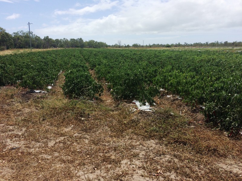 Lot 14 Bruce Highway, Gumlu QLD 4805