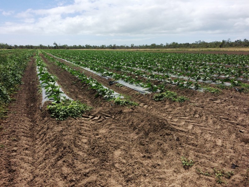 Lot 14 Bruce Highway, Gumlu QLD 4805