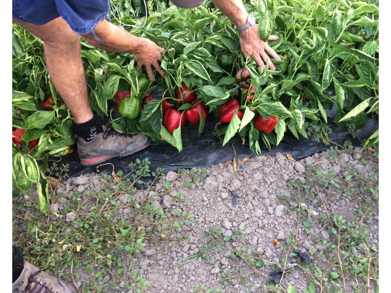 317 Balaam Road, Bowen QLD 4805