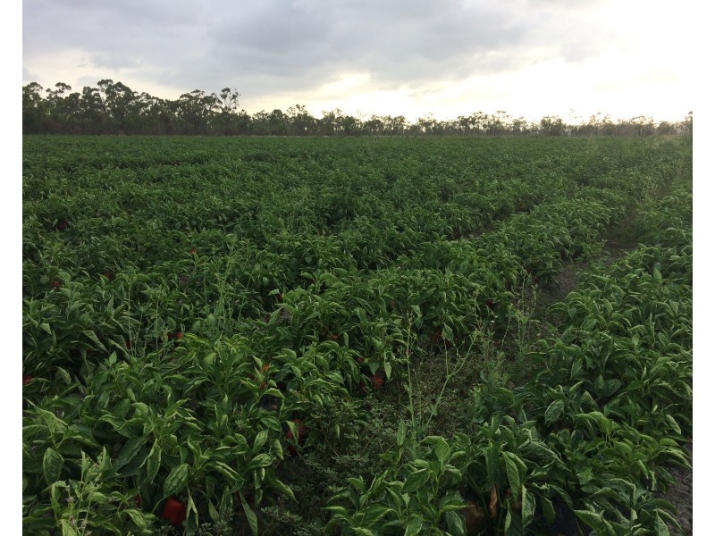 317 Balaam Road, Bowen QLD 4805