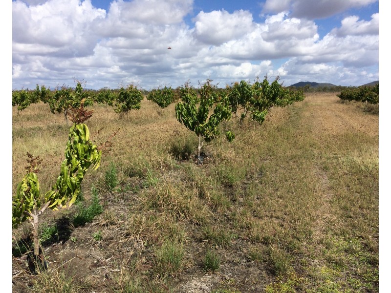 317 Balaam Road, Bowen QLD 4805