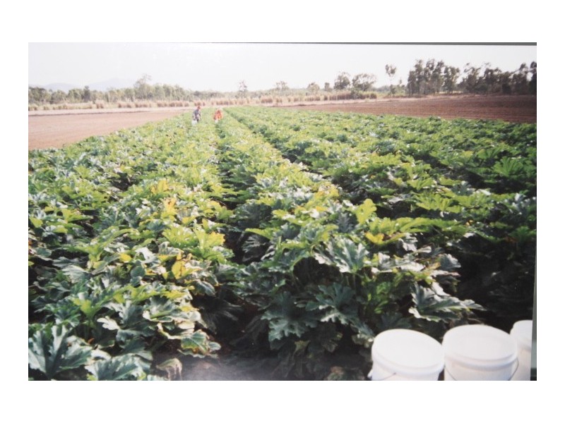 91 Gee Dee Road, Bowen QLD 4805