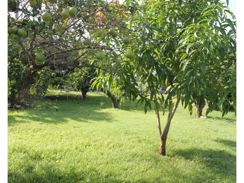 42 Crofton Street, Bowen QLD 4805