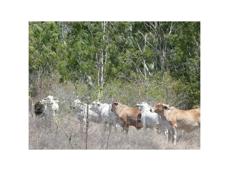 1163 Euri Road, Bowen QLD 4805