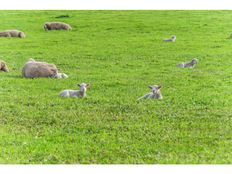 1592 Princes Highway, Port Fairy VIC 3284