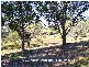 Meadowbrook QLD 4131