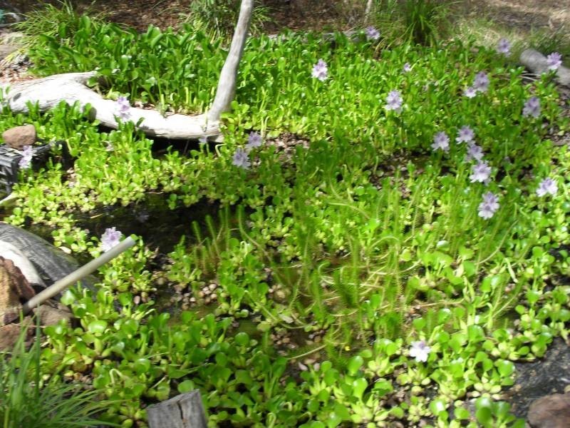 17 Hastings Terrace, Macleay Island QLD 4184