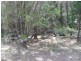 9 Pelican Street, Macleay Island QLD 4184