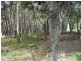 24 Lakeside Avenue, Macleay Island QLD 4184