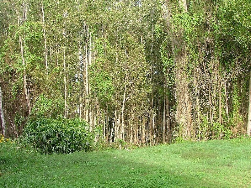 5 William Avenue, Yamba NSW 2464