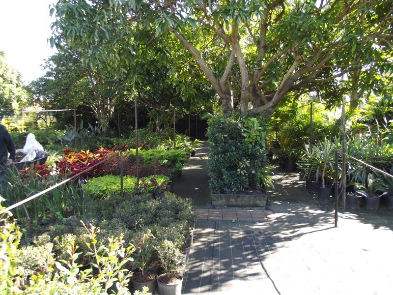 13 Ardisia Close, Yamba NSW 2464