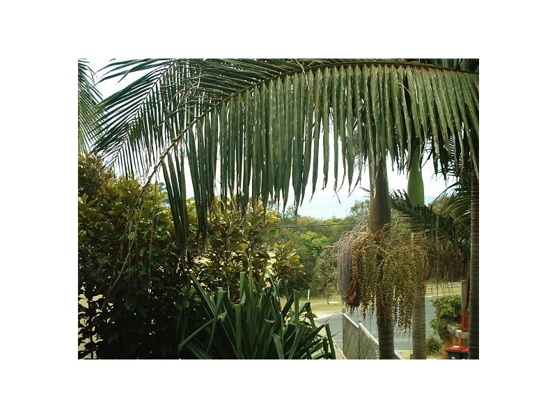 1/11-13 The Crescent, Angourie NSW 2464