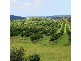 149 Cambridge Park Lane, Yamba NSW 2464