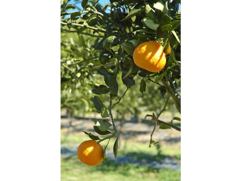 Palmers Island NSW 2463