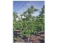 2772 Amiens Road, Pozieres QLD 4352