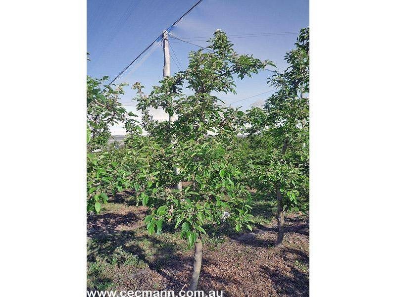 2772 Amiens Road, Pozieres QLD 4352