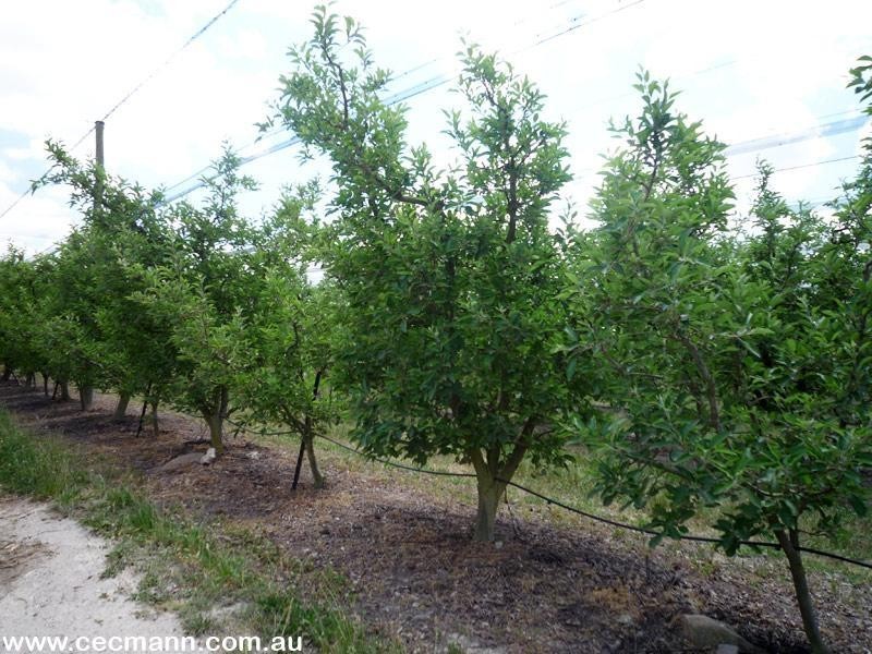 215 Kelly Road, Applethorpe QLD 4378