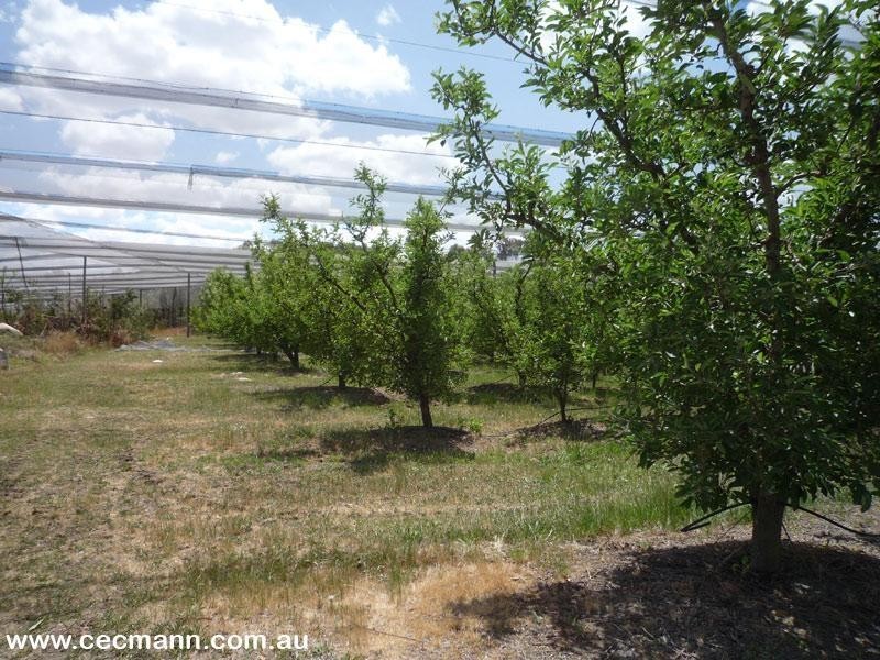 Applethorpe QLD 4378
