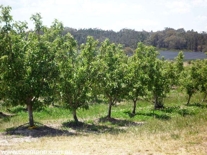 263 Kelly Road, Applethorpe QLD 4378