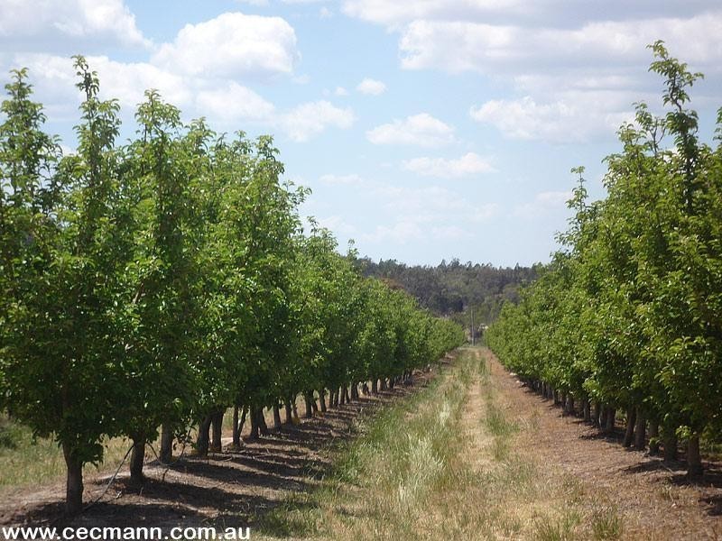 263 Kelly Road, Applethorpe QLD 4378