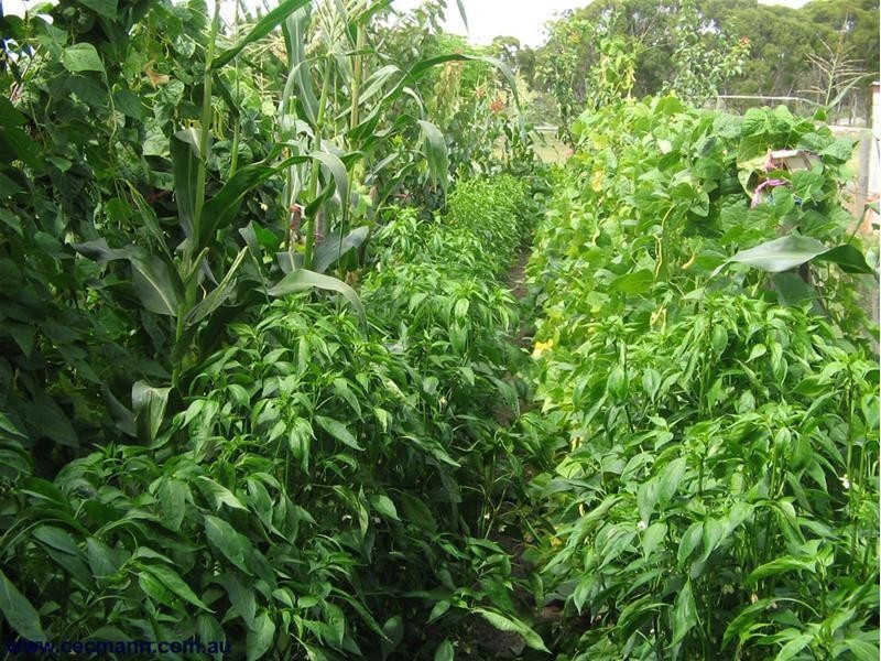 105 Tennant Road, The Summit QLD 4377