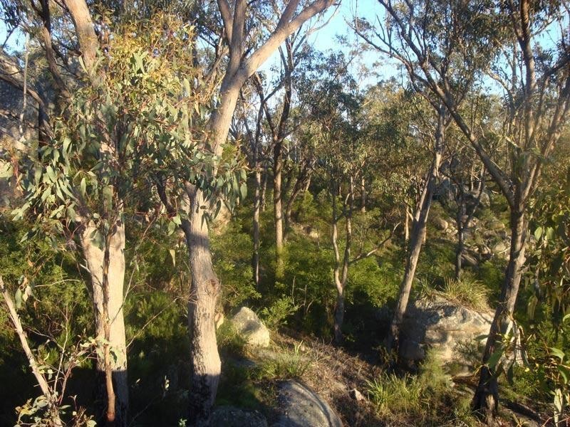 79 Lees Mountain Road, Stanthorpe QLD 4380