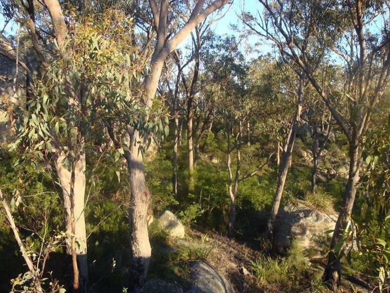 79 Lees Mountain Road, Stanthorpe QLD 4380