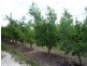 Applethorpe QLD 4378