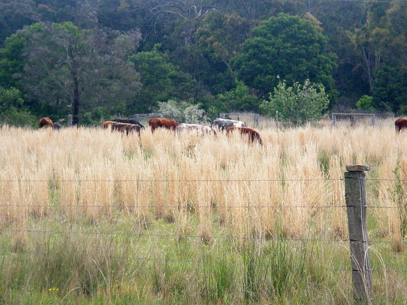 190 McKechnie Road, Stanthorpe QLD 4380
