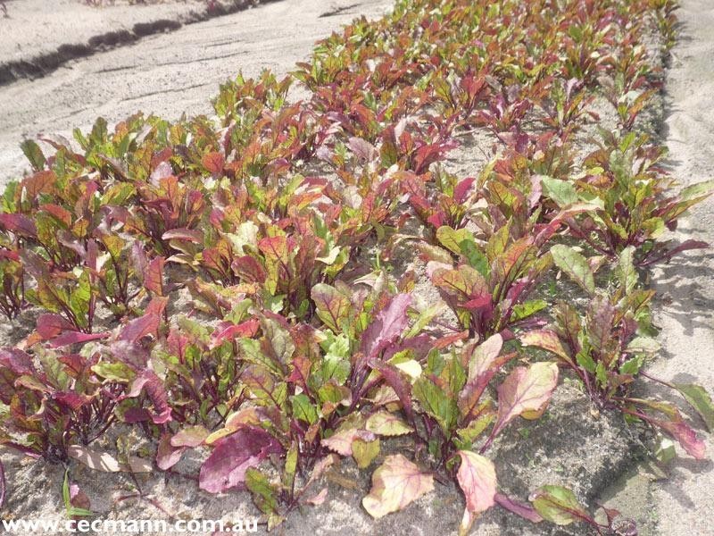 120 Pradella Road, Stanthorpe QLD 4380