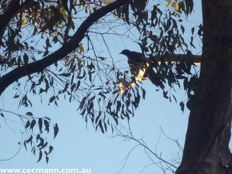 130 Browns Lane, Stanthorpe QLD 4380