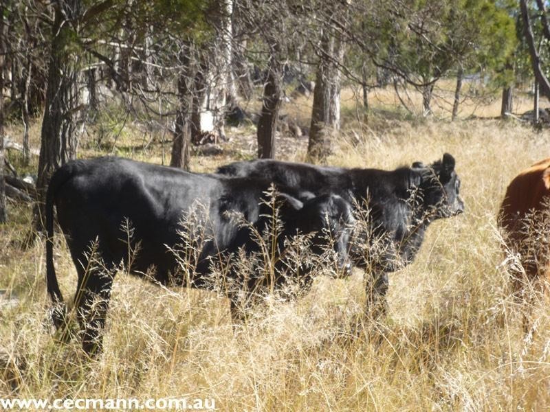 278 Boyce Road, Stanthorpe QLD 4380