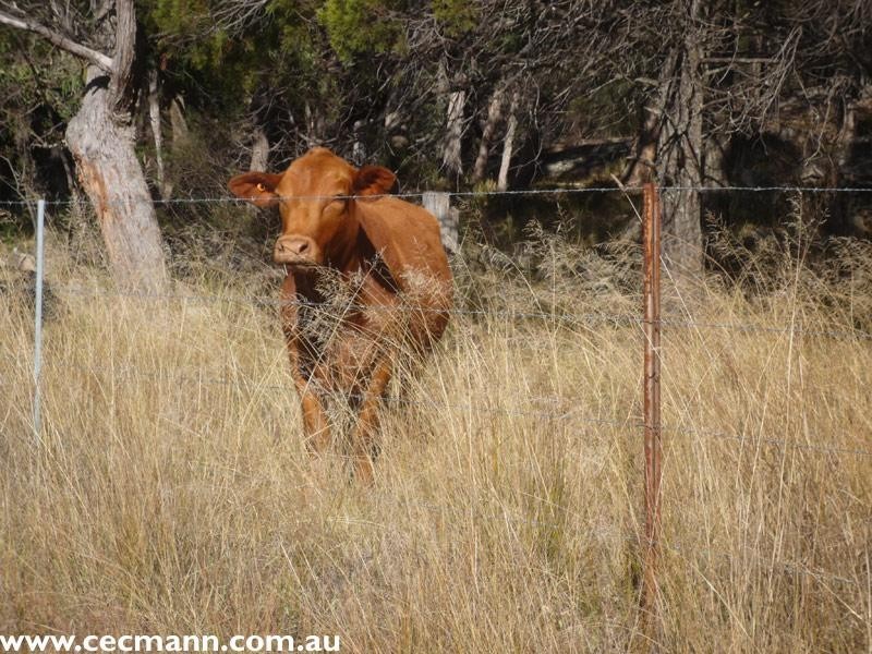 278 Boyce Road, Stanthorpe QLD 4380