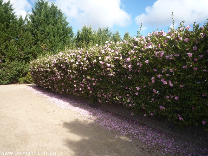 60 Sugarloaf Road, Stanthorpe QLD 4380