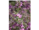 67 Rapisarda Lane, Stanthorpe QLD 4380