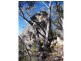 67 Rapisarda Lane, Stanthorpe QLD 4380