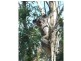 85 Swans Lane, Stanthorpe QLD 4380