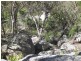 Lot 31 Glenlyon Drive, Stanthorpe QLD 4380