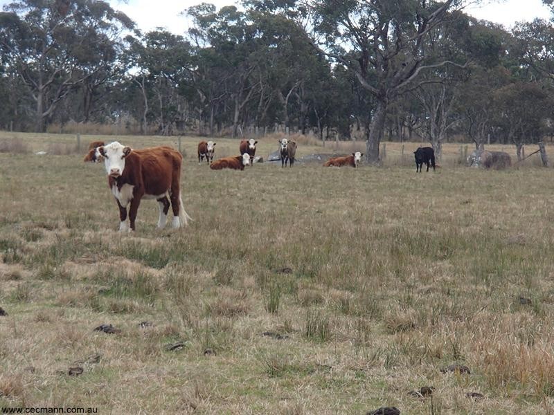Lot 1 Maryland Road, Thulimbah QLD 4376