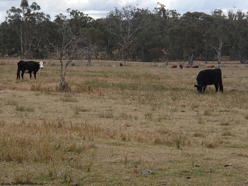 Lot 1 Maryland Road, Thulimbah QLD 4376