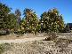 99 Gangemi ROAD, The Summit QLD 4377