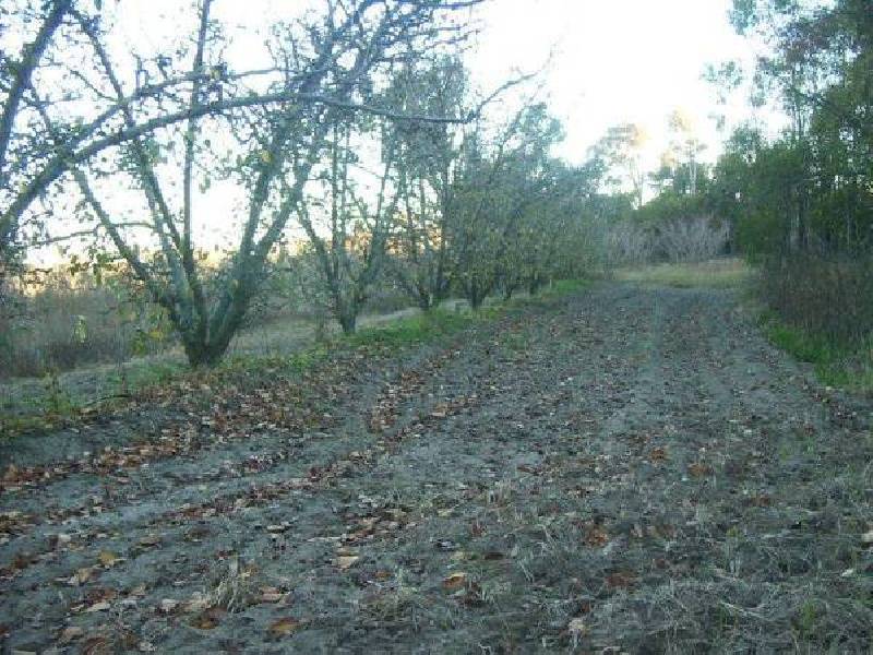 99 Gangemi ROAD, The Summit QLD 4377