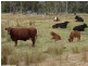 178 Aerodrome Road, Stanthorpe QLD 4380