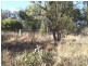 Lot 5,  Nundubbermere Road, Stanthorpe QLD 4380