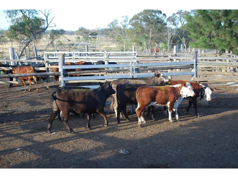 447 Texas Road, Stanthorpe QLD 4380