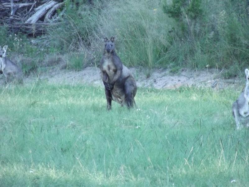 93 Hale Haven Drive, Stanthorpe QLD 4380