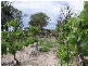 211 Magnoli Lane, Greenlands QLD 4380