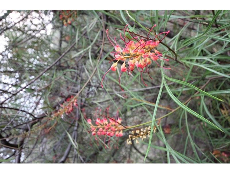 313 Watters Road, Ballandean QLD 4382